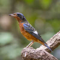 White-throated Rock-Thrush
